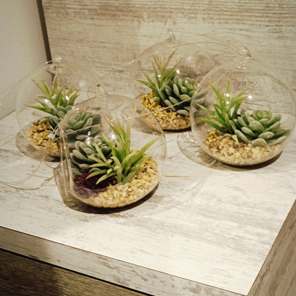 Pack de 4 suculentas decorativas